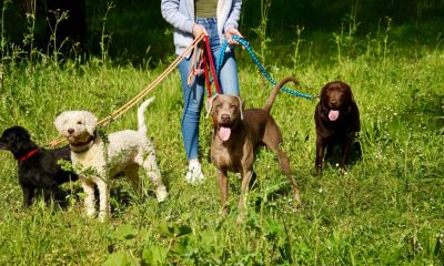 Earning money on the side as a dog walker could mean you need to complete a self assessment tax return