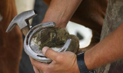 A farrier tending to a horses shoe