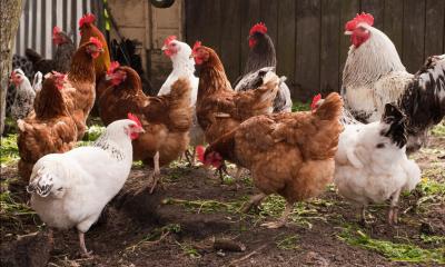A group of chickens on poultry farm