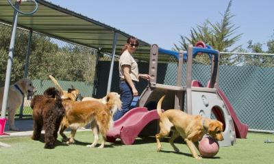 Multiple dogs playing outdoors with woman watching them