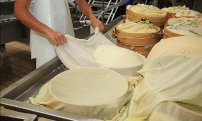 Man in cheese factory making cheese