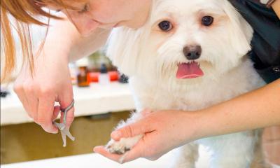 Woman cutting small white dog's nails in grooming shop