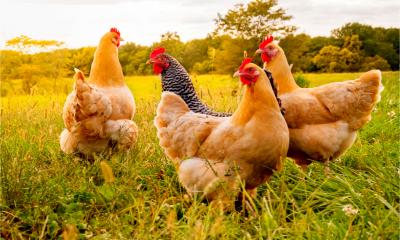 Free-range chickens on a poultry farm