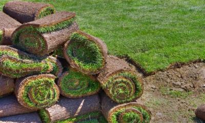 Pile of rolled turf on a lawn