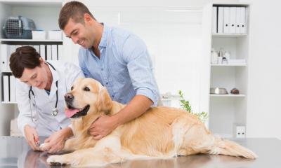Vet checking a golden retrievers paws