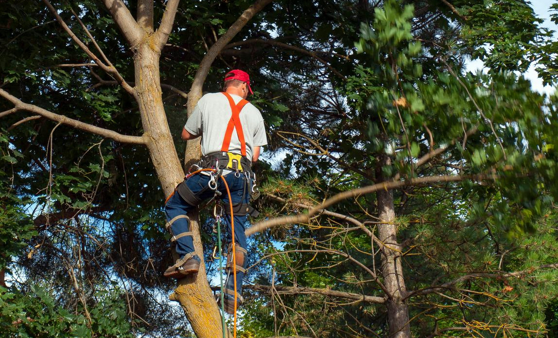 How to start up a tree surgeon business | Start Up Donut
